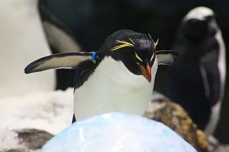 Tickets to Loro Parque in Tenerife