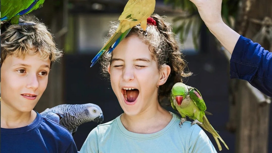 Children interacting with colorful parrots at Maleny Botanic Gardens and Bird World.