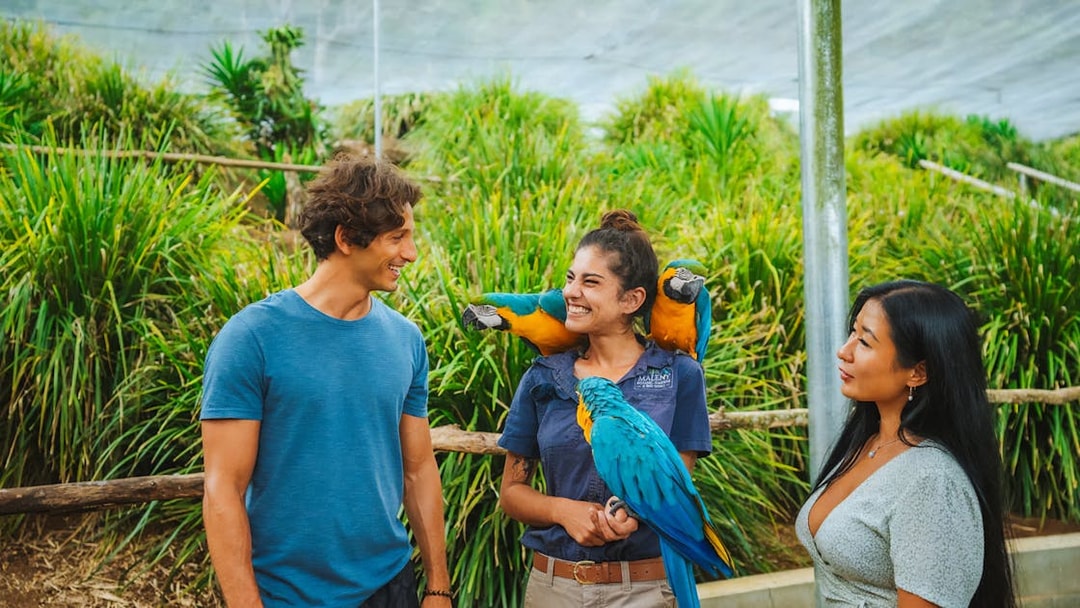 Visitors interacting with colorful parrots at Maleny Botanic Gardens and Bird World.