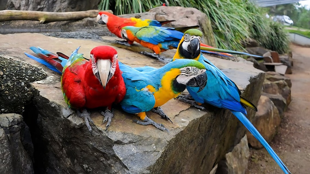 Colorful parrots perched on rocks at Maleny Botanic Gardens and Bird World.