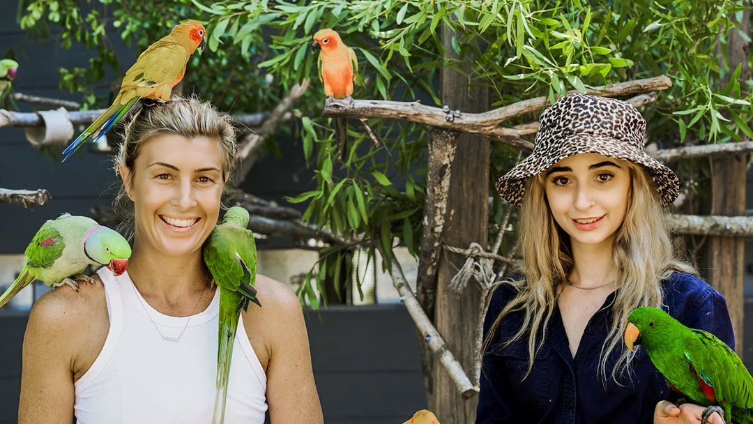 Visitors interacting with colorful parrots at Maleny Botanic Gardens and Bird World.