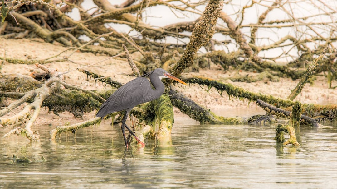 Heron standing among mangrove roots in Abu Dhabi.