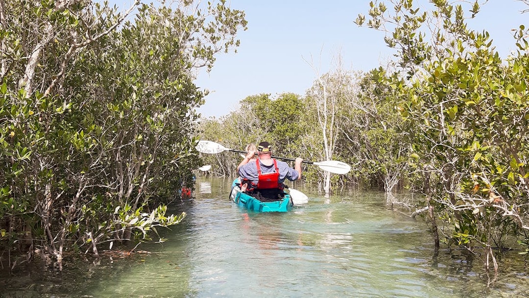 Kayakers navigating through mangroves in Abu Dhabi.