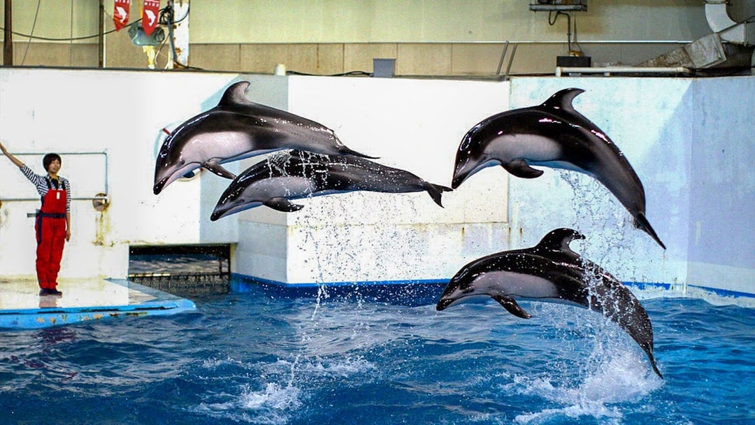 Dolphins performing at Noboribetsu Marine Park NIXE, Japan.