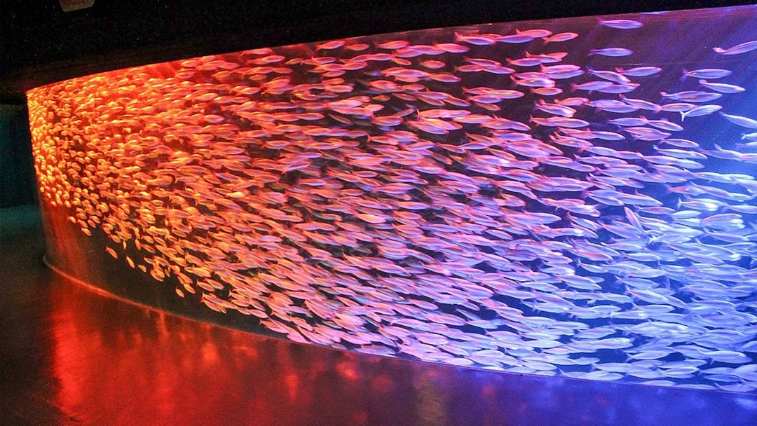 School of fish in illuminated tank at Noboribetsu Marine Park NIXE, Japan.