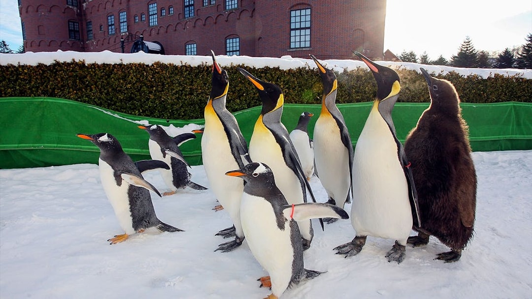 Penguins walking in snow at Noboribetsu Marine Park NIXE, Japan.