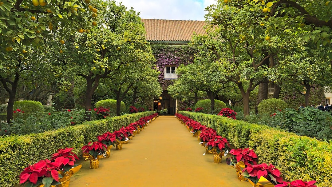 Pathway lined with poinsettias and orange trees at Palacio de las Dueñas, Seville.