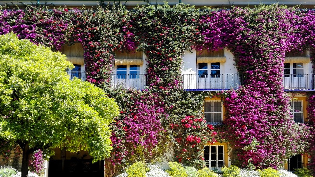 Palacio de las Dueñas facade covered in vibrant bougainvillea, Seville.