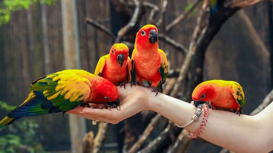 Colorful parrots perched on a hand at Phuket Bird Park.