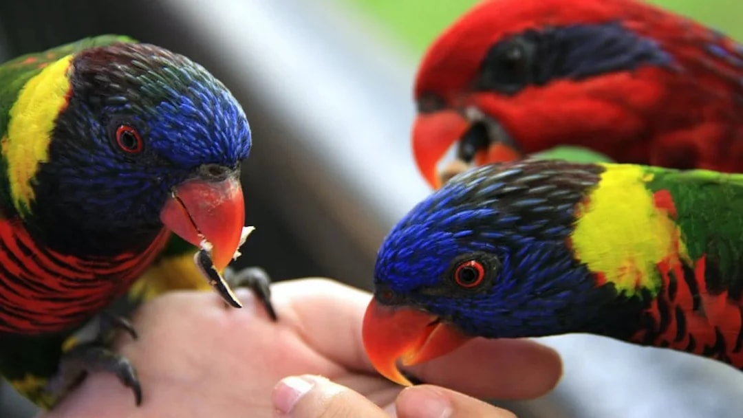 Colorful parrots feeding from a hand at Phuket Bird Park.