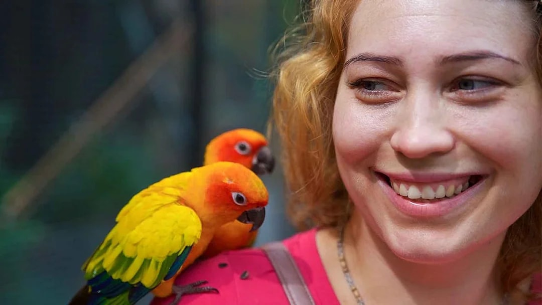 Colorful parrots perched on a visitor's shoulder at Phuket Bird Park.