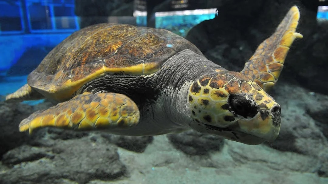 Sea turtle swimming at Port of Nagoya Public Aquarium, Japan.