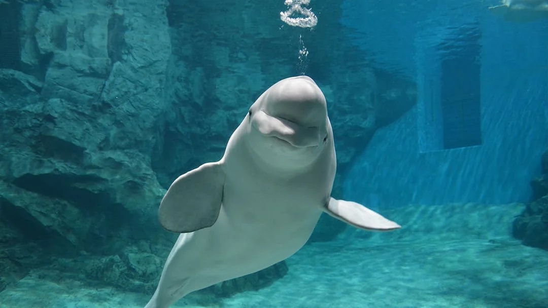 Beluga whale swimming at Port of Nagoya Public Aquarium.