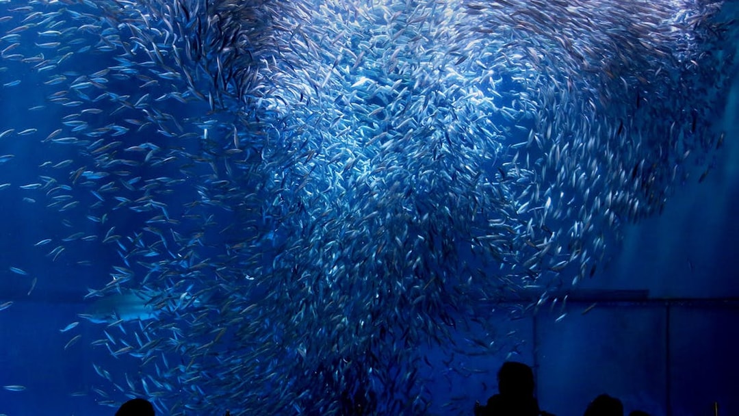 School of fish swimming at Port of Nagoya Public Aquarium.