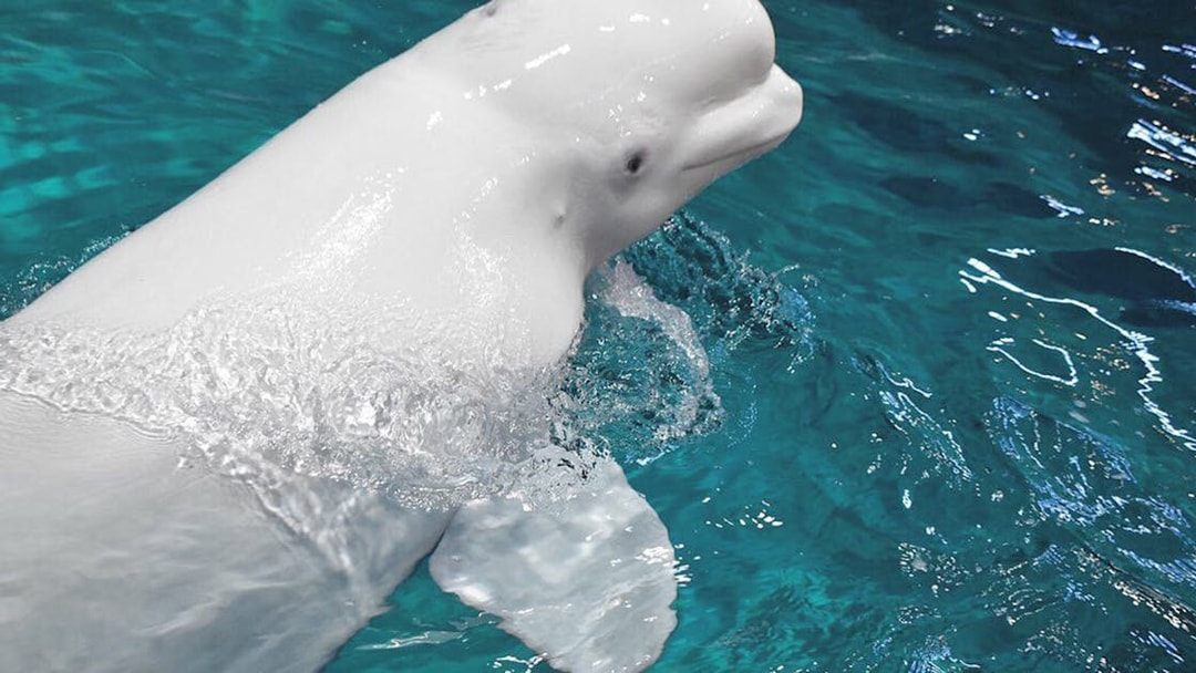 Beluga whale swimming at Port of Nagoya Public Aquarium.