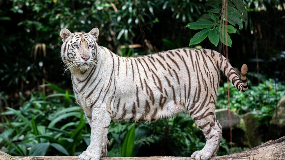 White tiger standing on a log at Rome Bioparco, surrounded by lush greenery.