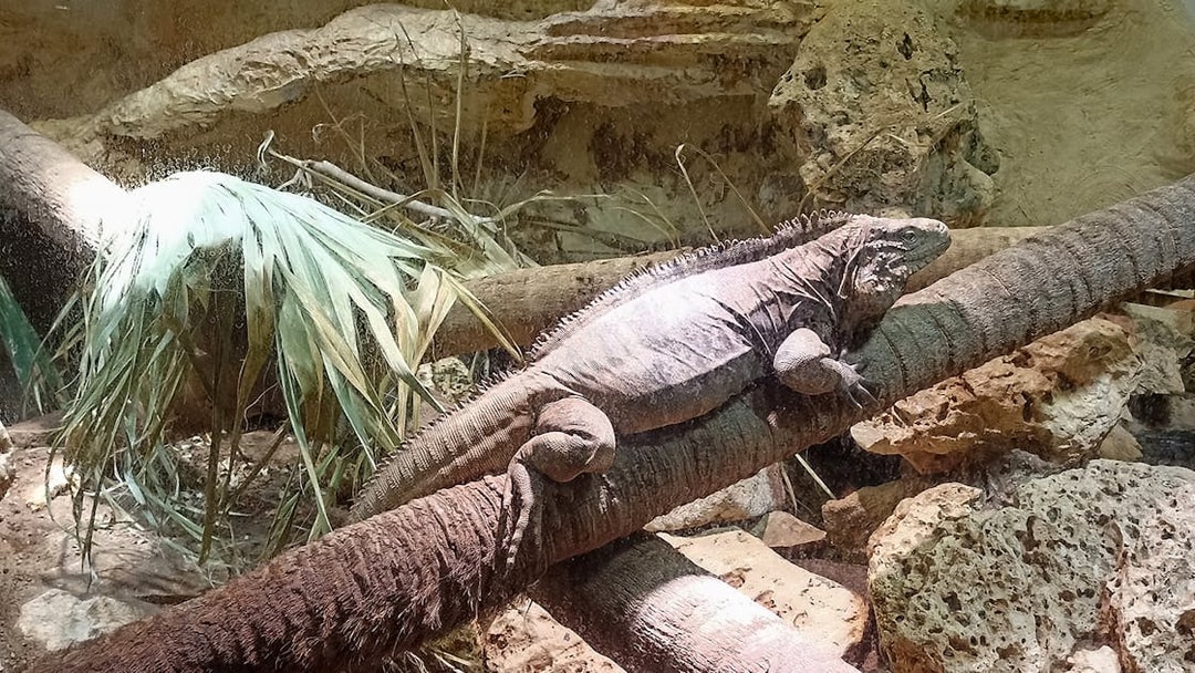 Iguana resting on a branch at Rome Bioparco.