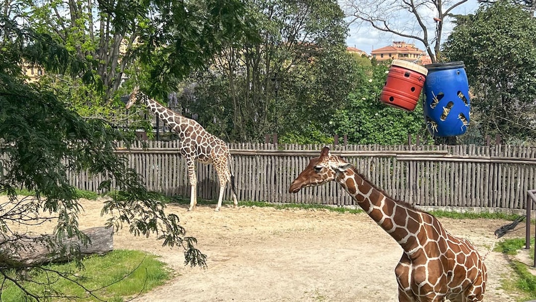 Giraffes in enclosure at Rome Bioparco with trees and feeding barrels.