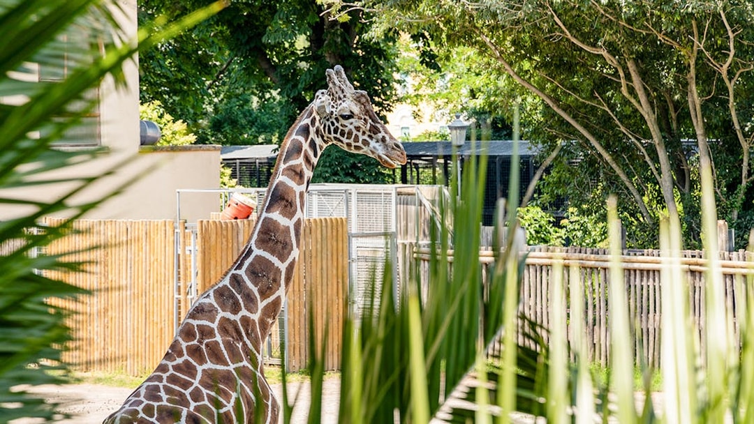 Giraffe standing in enclosure at Rome Bioparco.