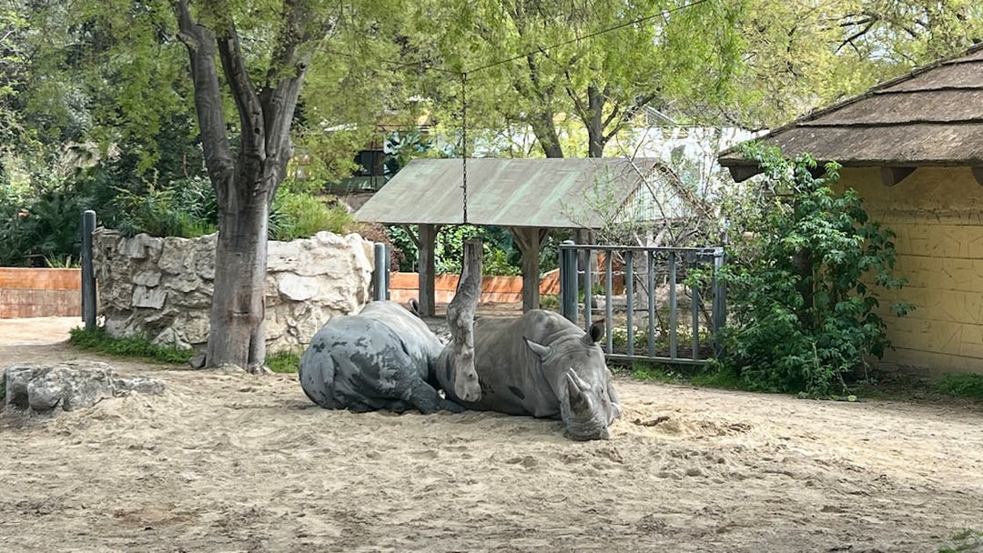 Rhino resting under a tree at Rome Bioparco.