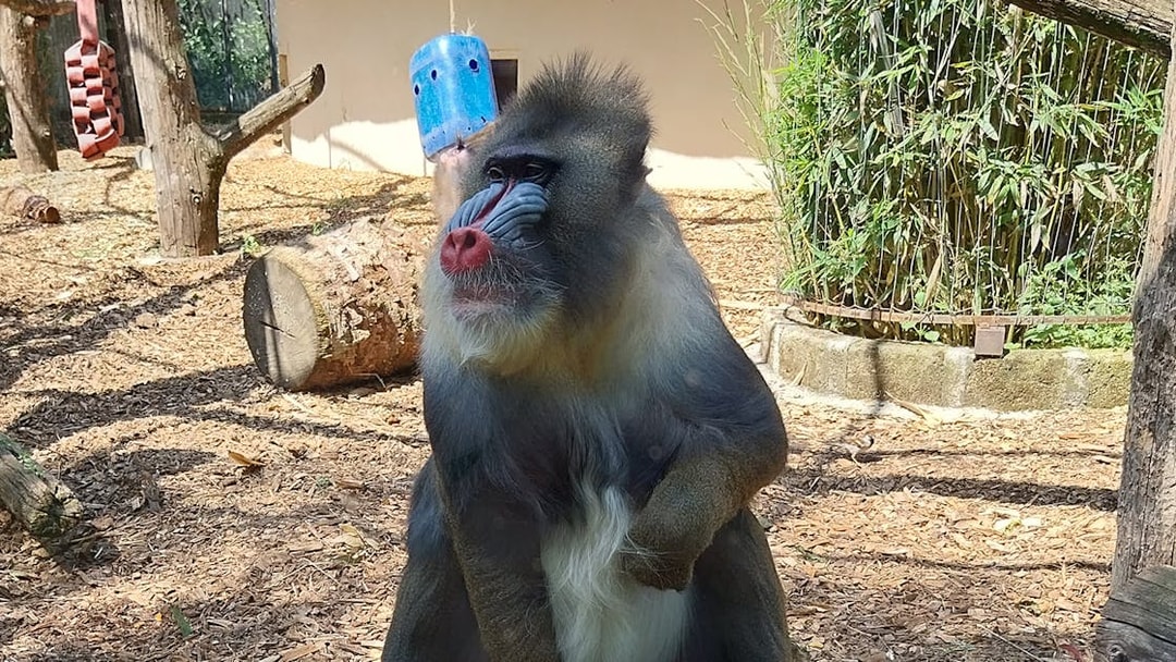 Mandrill sitting in enclosure at Rome Bioparco.