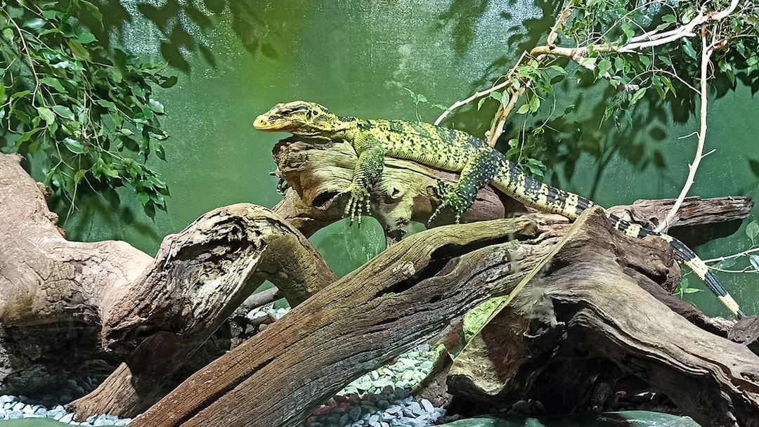 Lizard resting on a branch at Rome Bioparco.