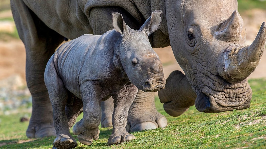 Rhino calf walking beside adult at San Diego Zoo Safari Park.