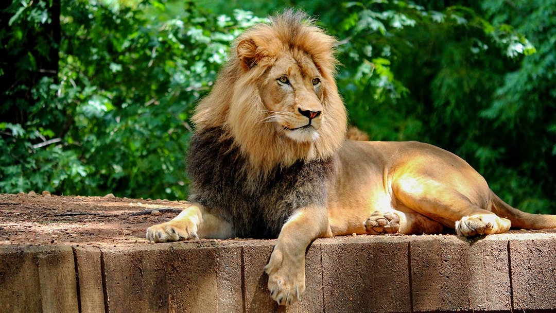 Lion resting on a platform at Prague Zoo.