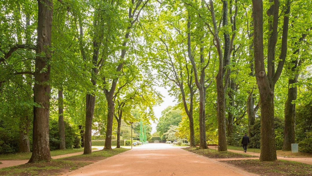 Tree-lined path in Serralves Park, Porto, Portugal.