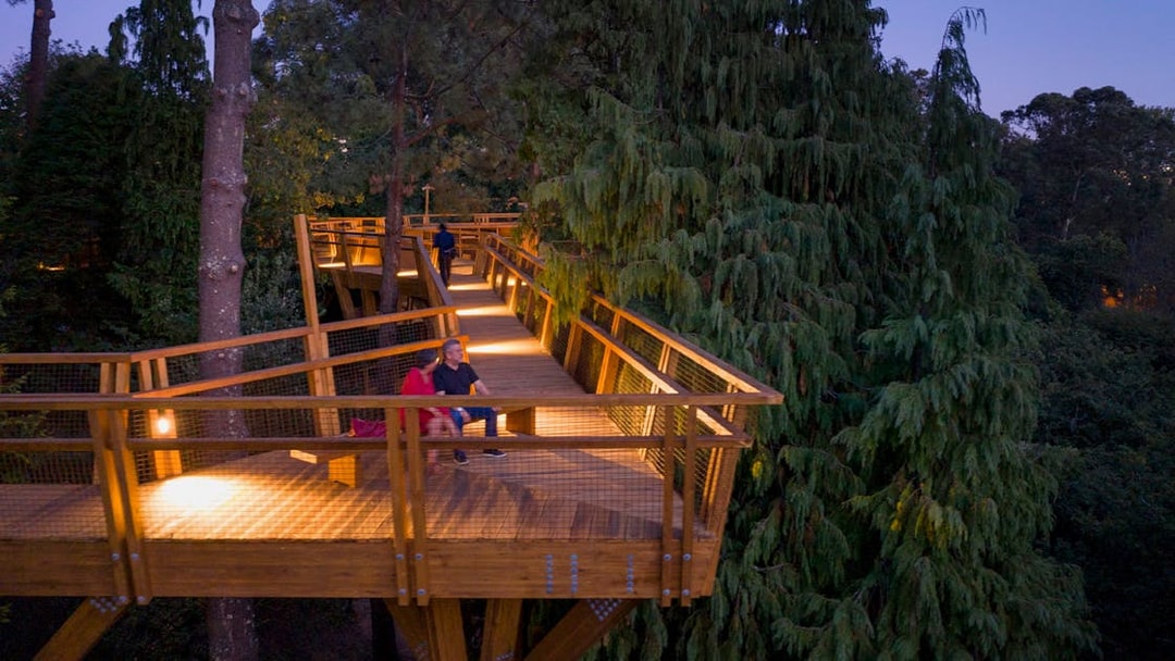 Walkway through treetops at Serralves, Porto, Portugal, with visitors enjoying the view.