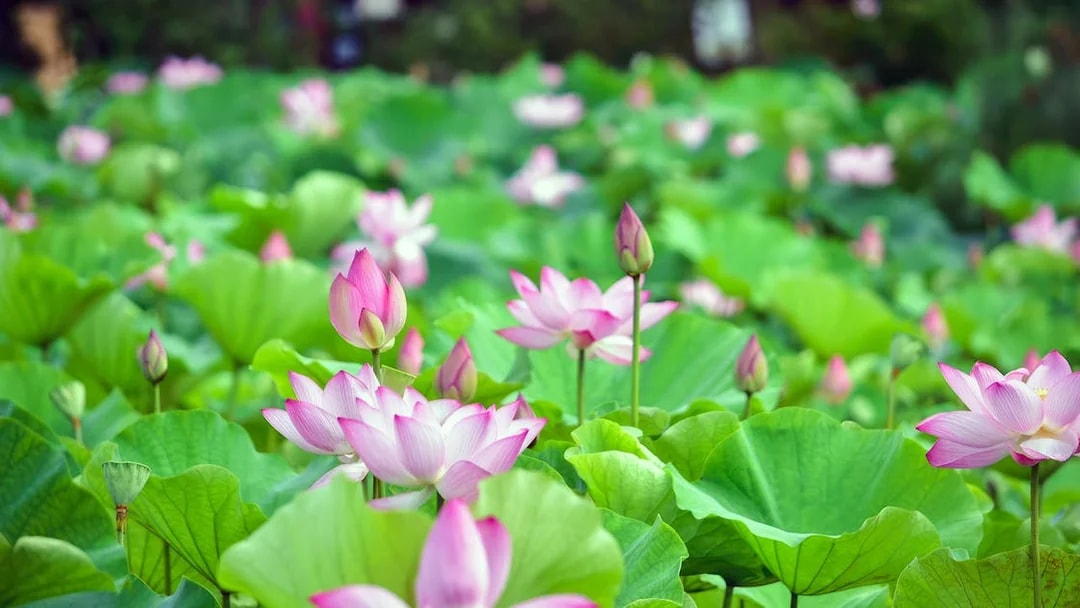 Lotus flowers in bloom at Southeast Botanical Gardens.