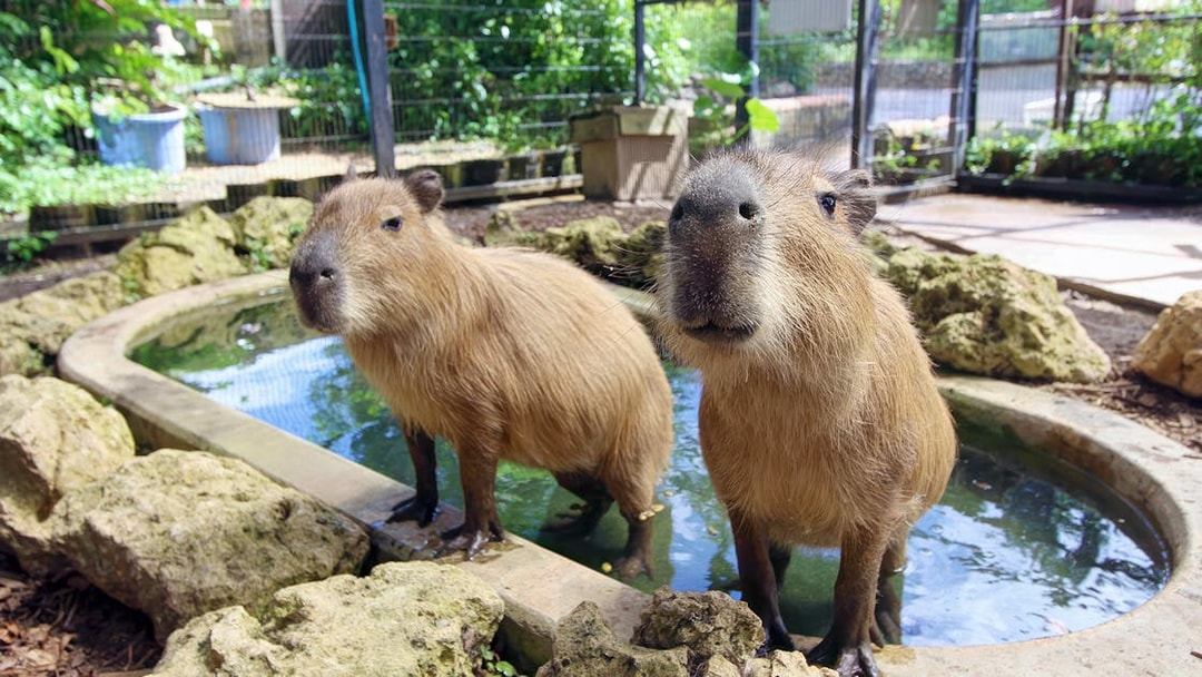 Capybaras standing by a pond at Southeast Botanical Gardens.