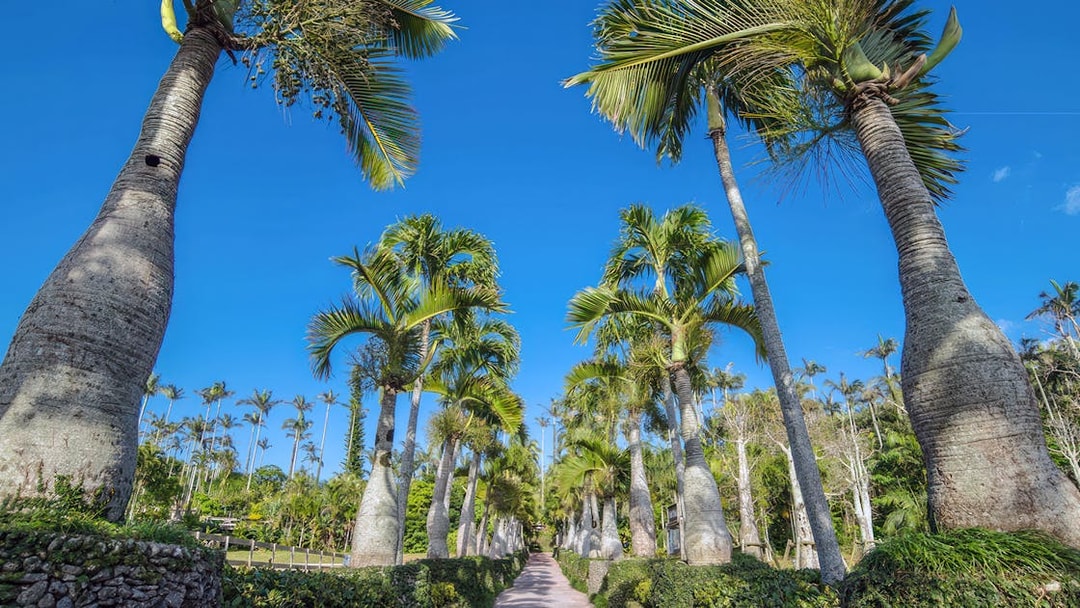 Pathway lined with tall palm trees at Southeast Botanical Gardens.