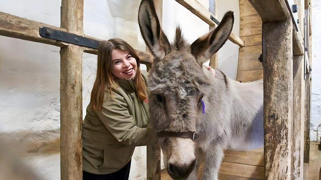 Person interacting with a donkey at Carisbrooke Castle.