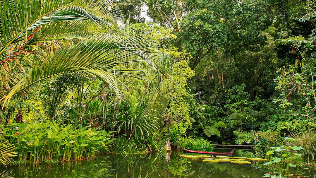 Lush tropical plants and pond at Tropical Spice Garden, Penang.