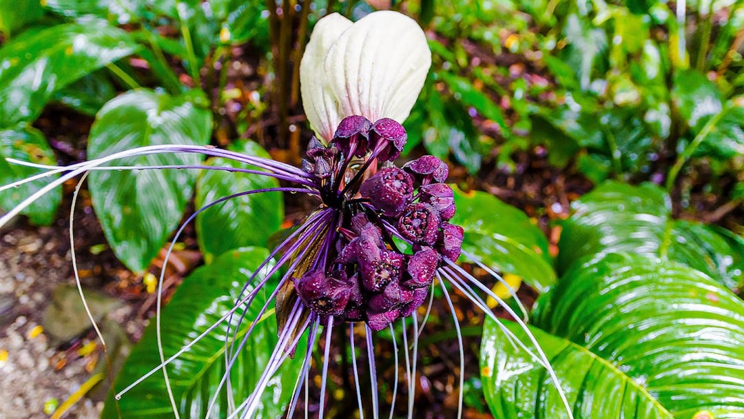 Purple bat flower in Tropical Spice Garden, Penang.