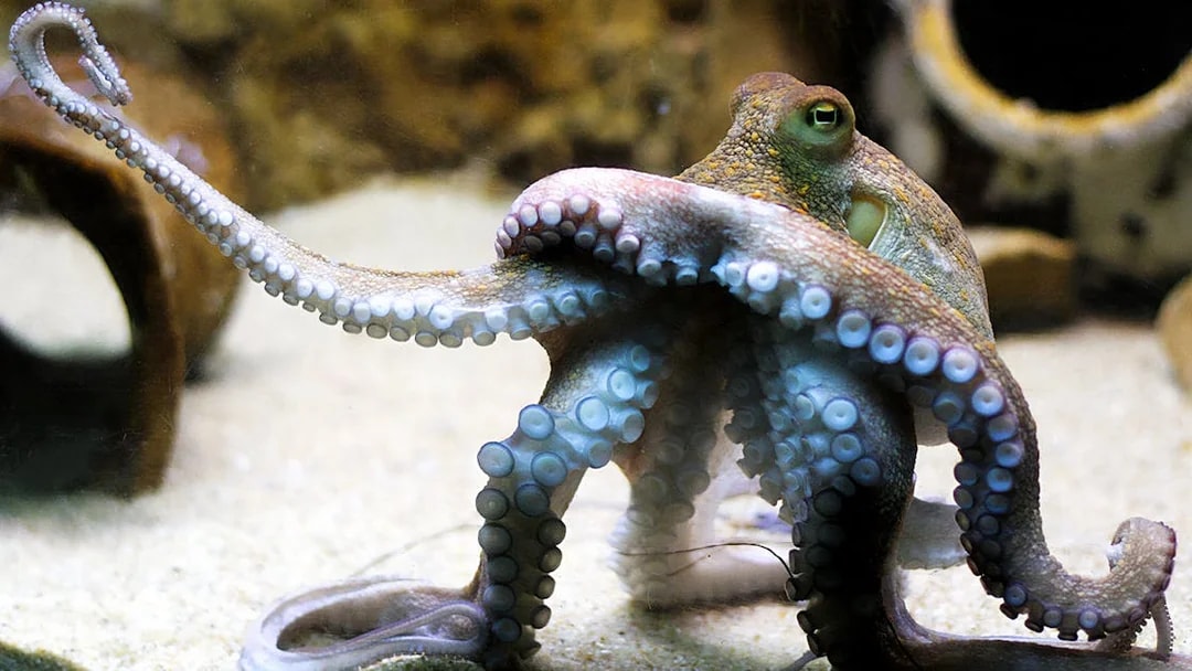Octopus in a tank at Vasco da Gama Aquarium, Lisbon.
