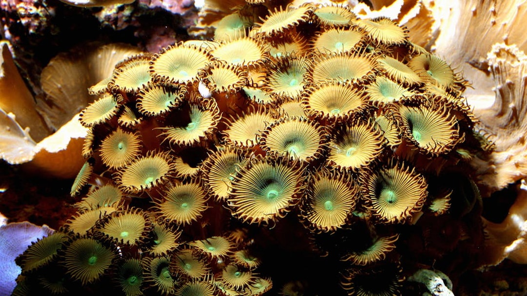 Coral display at Vasco da Gama Aquarium, Lisbon.
