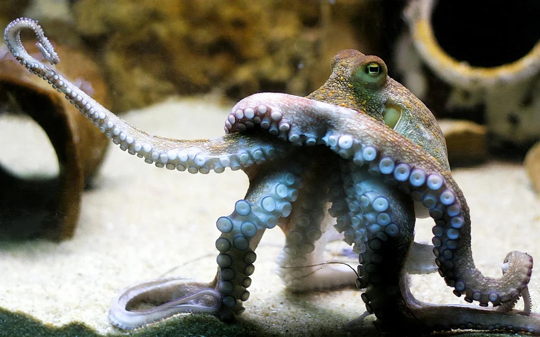 Tickets to Vasco da Gama Aquarium in Lisbon Image 7