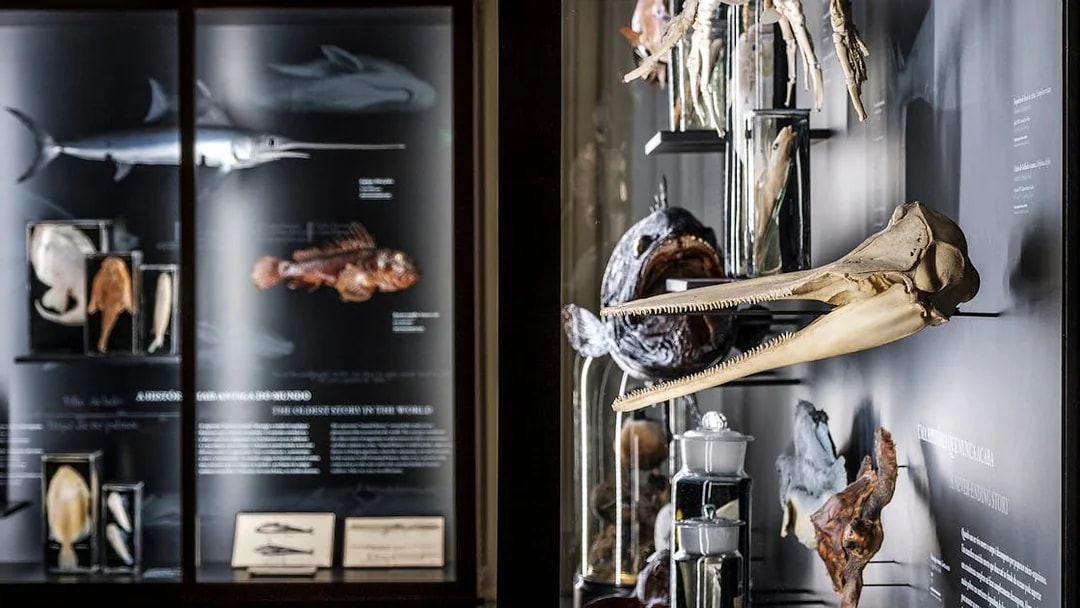 Marine specimens and skeletons on display at Vasco da Gama Aquarium, Lisbon.