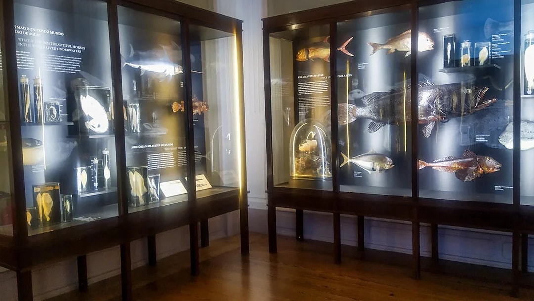 Exhibit of preserved fish and marine specimens at Vasco da Gama Aquarium, Lisbon.