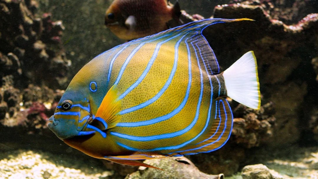 Colorful angelfish swimming in Vasco da Gama Aquarium, Lisbon.