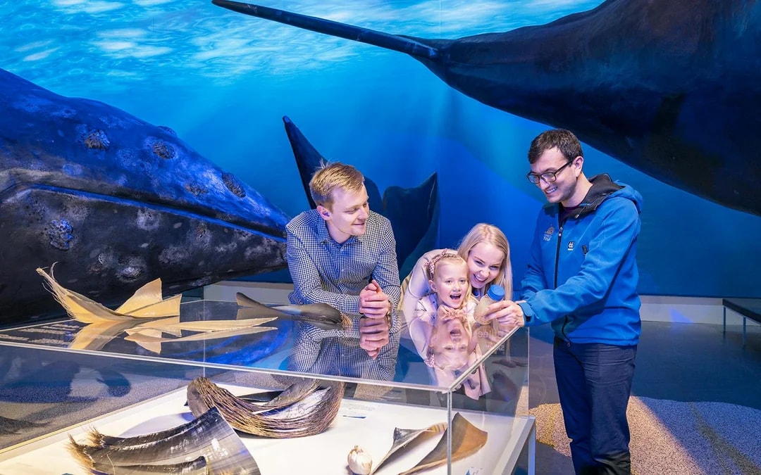 Tickets to Whales of Iceland Museum Image 5