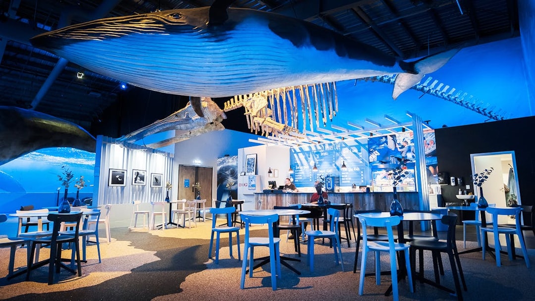 Hanging whale model and cafe area at Whales of Iceland Museum.