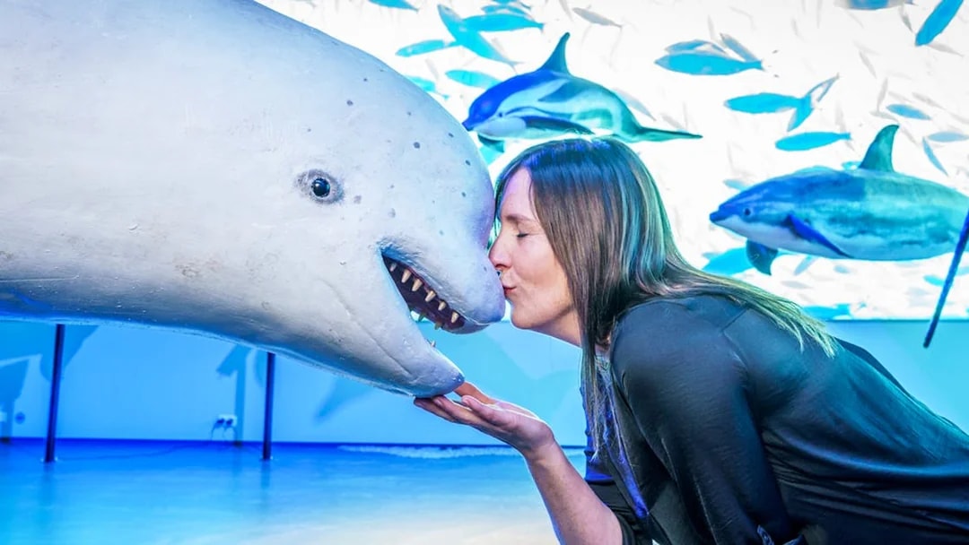 Visitor interacting with a whale exhibit at Whales of Iceland Museum.