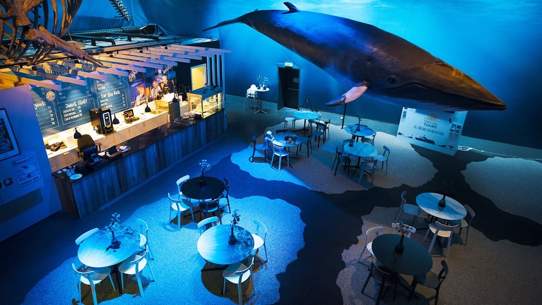 Whales Museum Iceland interior with whale model and cafe tables.