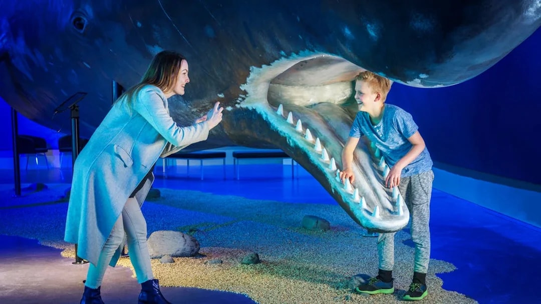 Child exploring whale exhibit at Whales Museum, Iceland.