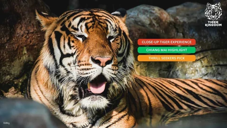 Tiger Kingdom in Chiang Mai | Thailand