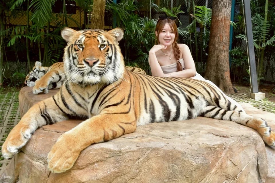 Tiger Kingdom in Chiang Mai | Thailand