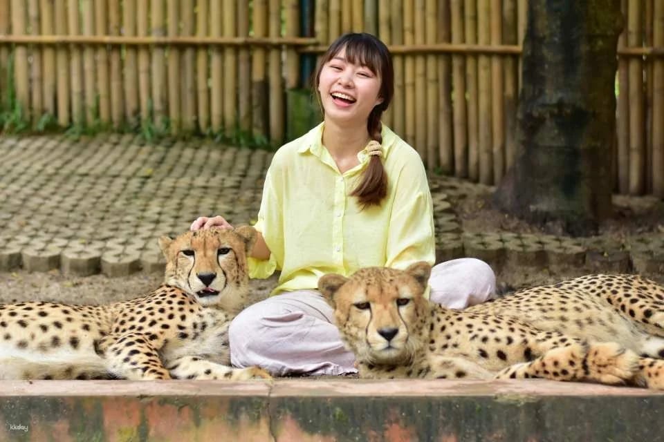 Tiger Kingdom in Chiang Mai | Thailand